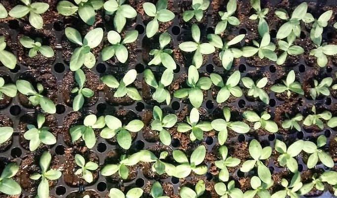 Lisianthus ( Eustoma ) Italia Series Adelmo 6 Seeds