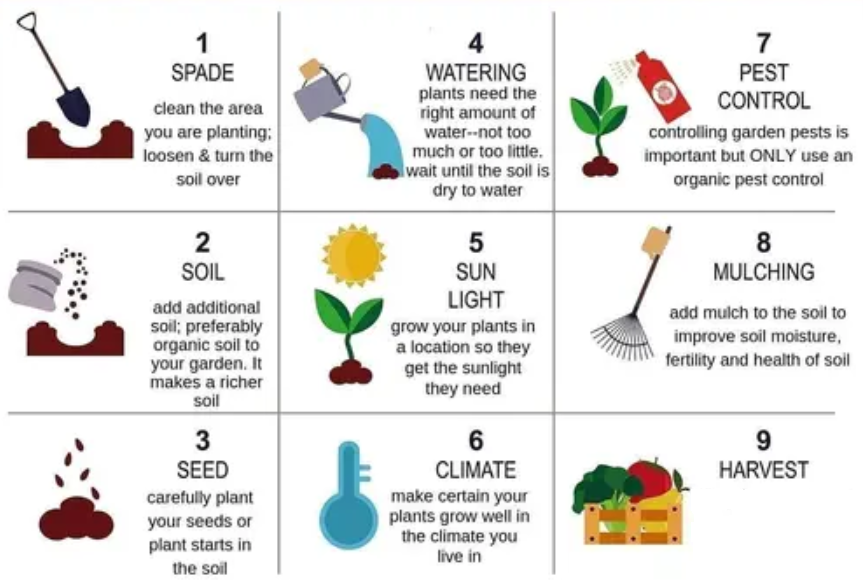 Pelargonium F2 Hybrid Ismene 10 Pellets