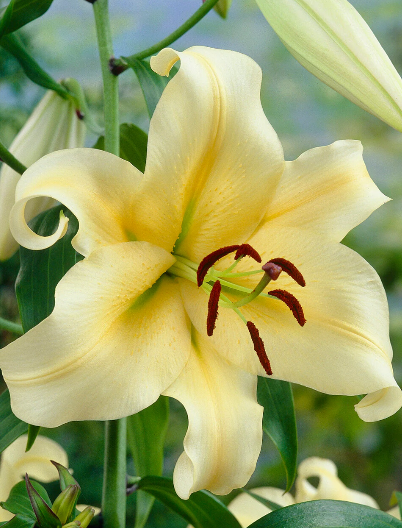 Tree Lily " Honeymoon " 1 Bulb