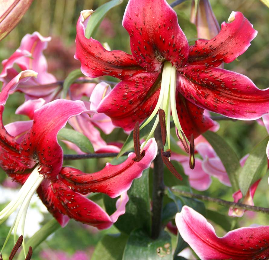Tree Lily " Miss Feya " 1 Bulb