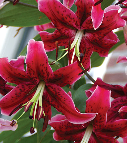 Tree Lily " Miss Feya " 1 Bulb