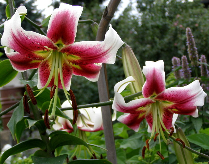 Tree Lily " Leslie Woodriff " 1 Bulb