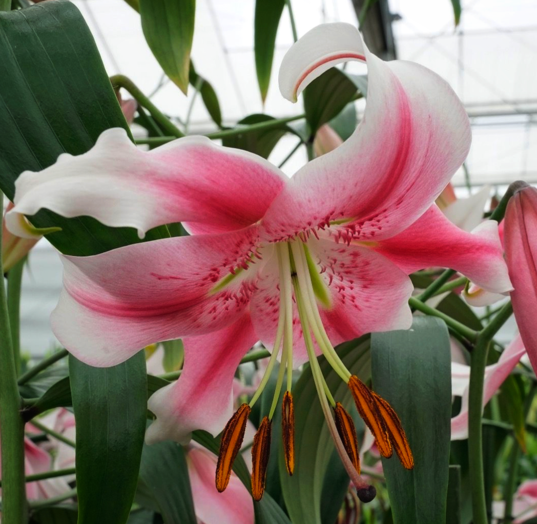 Tree Lily " Anastasia " 1 Bulb