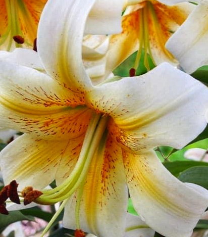 Tree Lily " Mister Cas " 1 Bulb