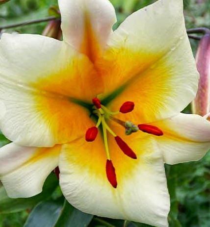 Tree Lily " Miss Peculiar " 1 Bulb