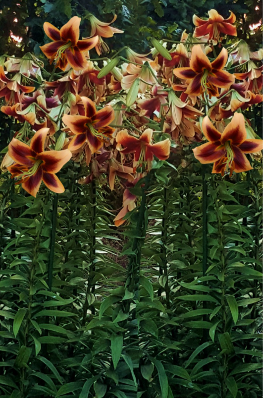 Tree Lily " Red Morning " 1 Bulb
