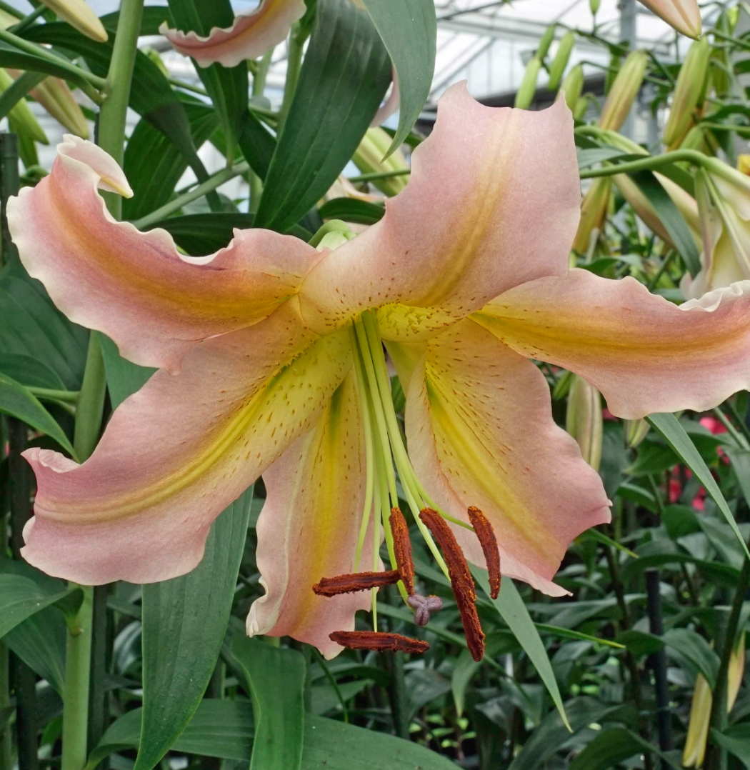 Tree Lily " Elusive " 1 Bulb