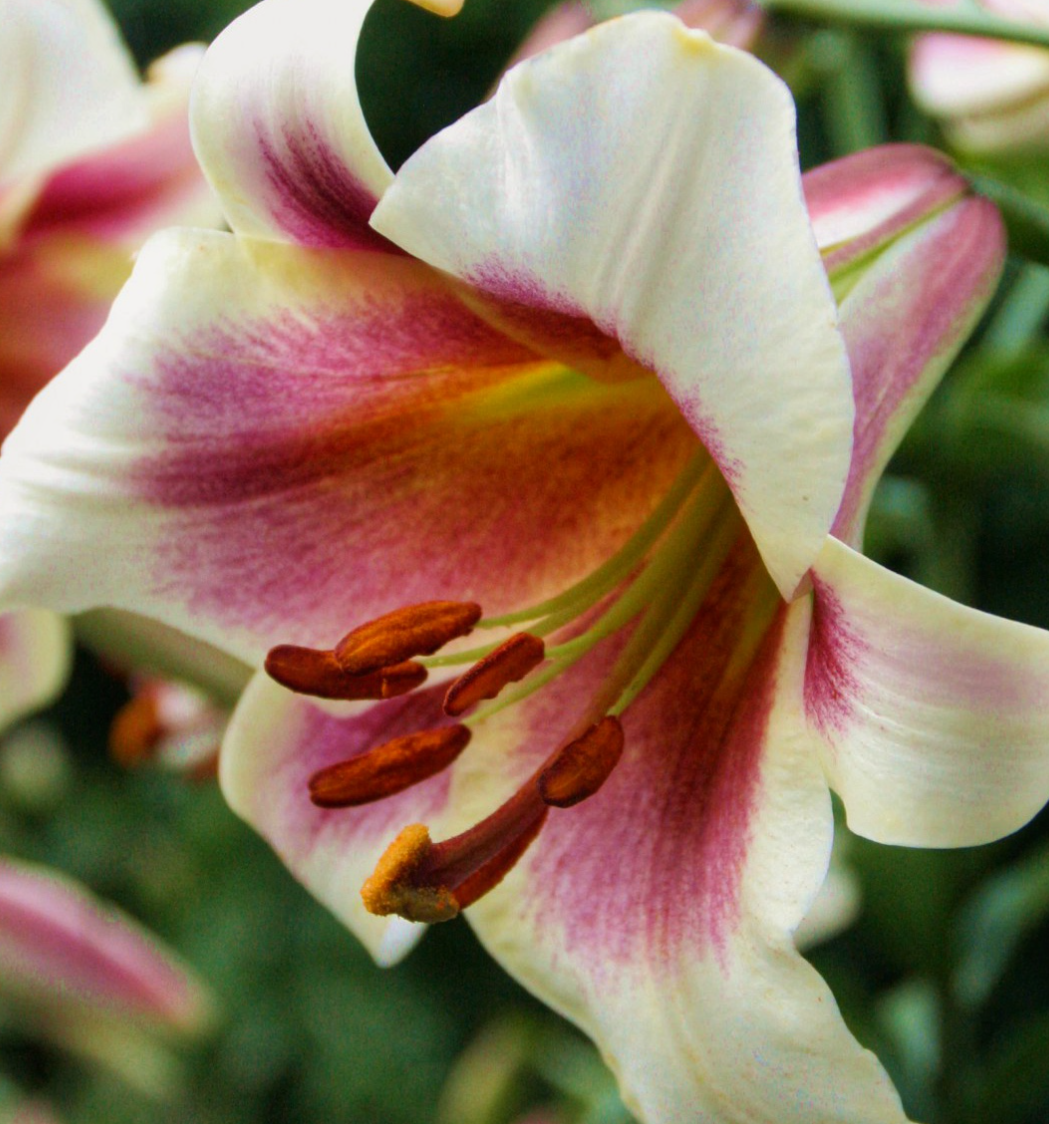 Tree Lily " Passion Moon" 1 Bulb