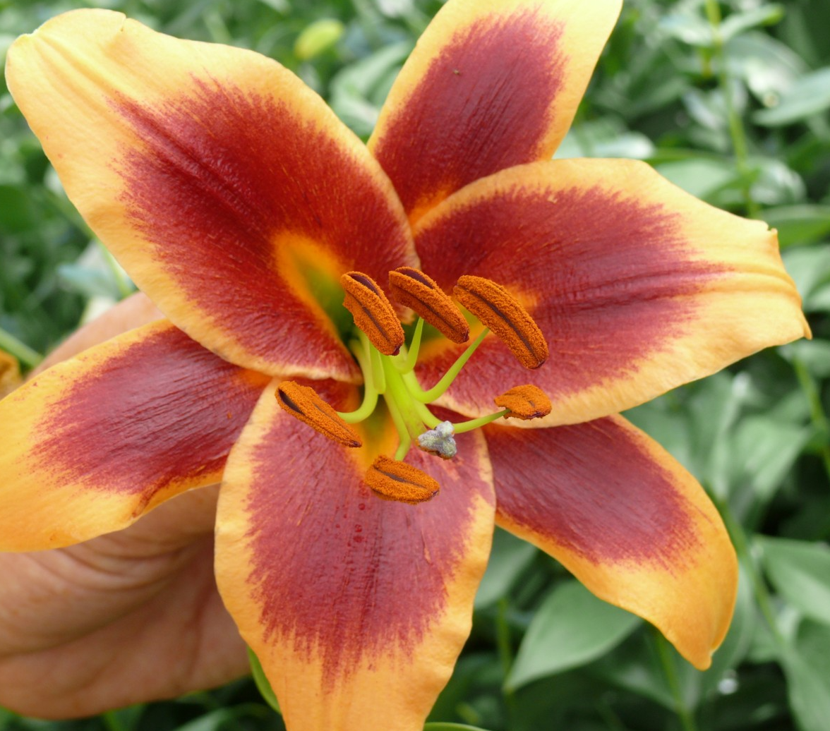 Tree Lily " Debby " 1 Bulb