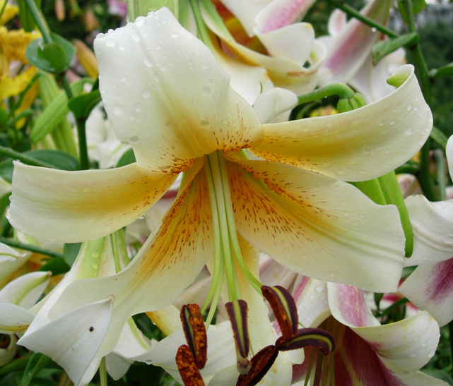 Tree Lily " Mister Pistache " 1 Bulb
