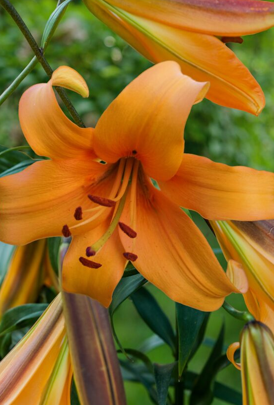 Tree Lily " Orange Space " 1 Bulb