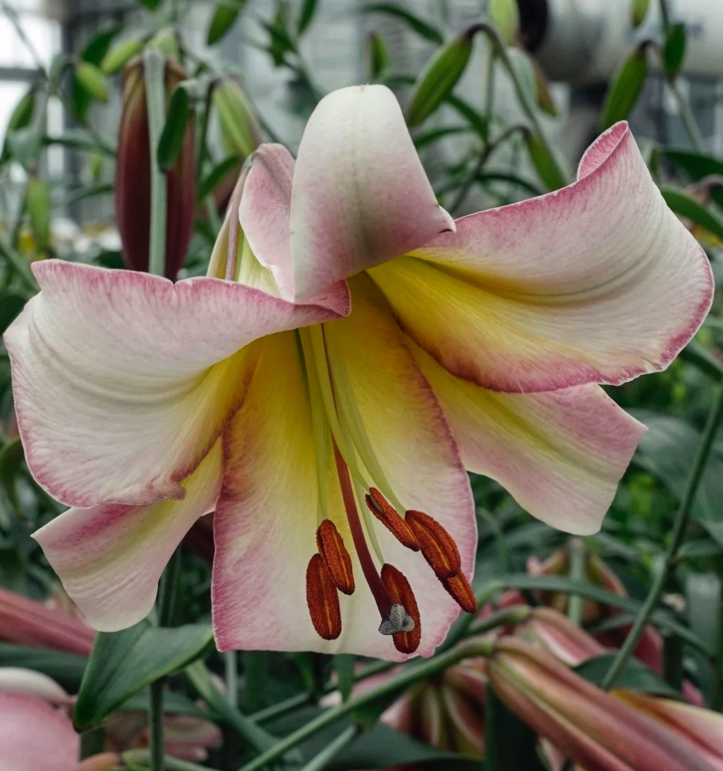 Tree Lily " Beijing Moon " 1 Bulb