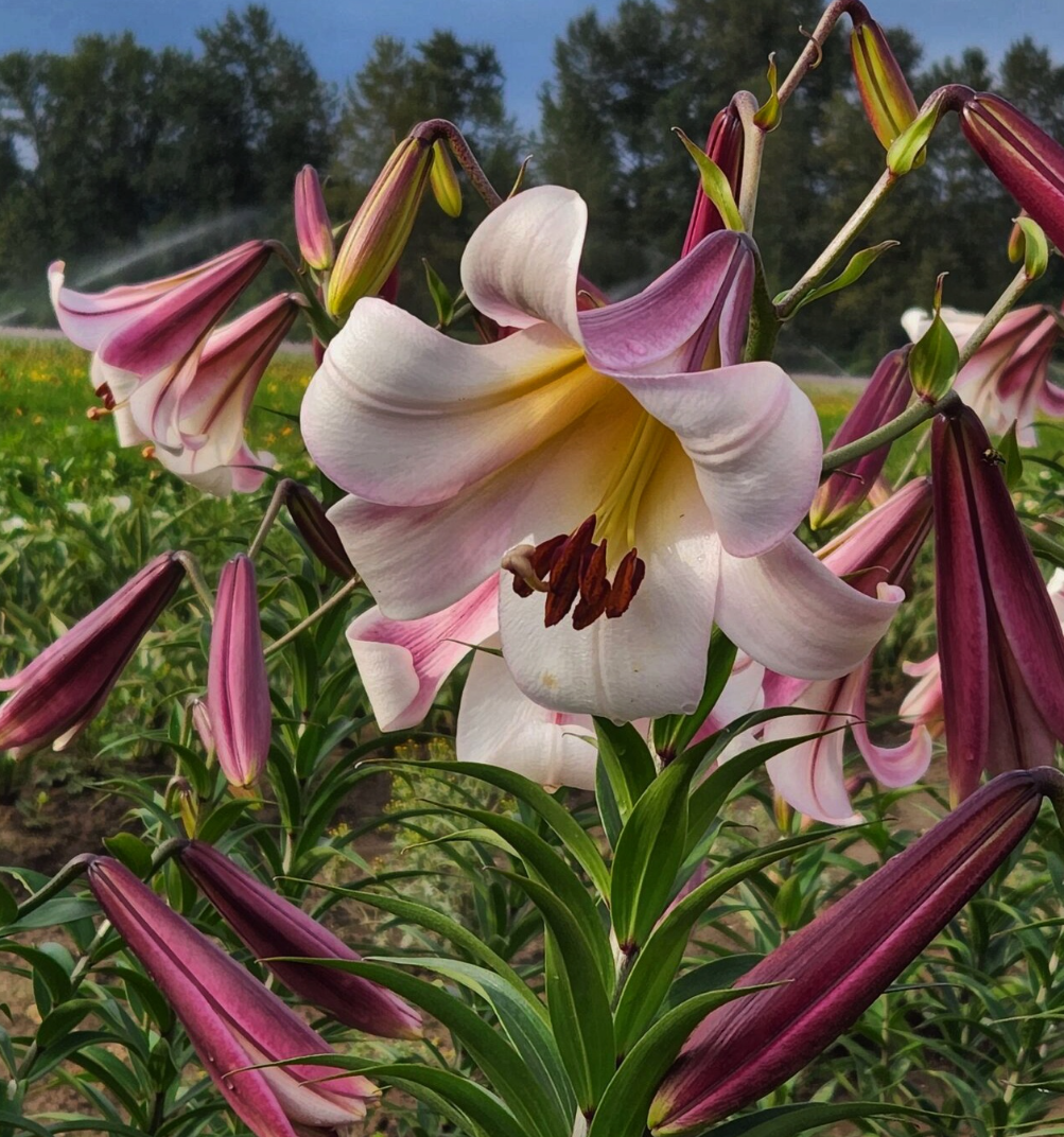 Tree Lily " Eastern Moon " 1 Bulb