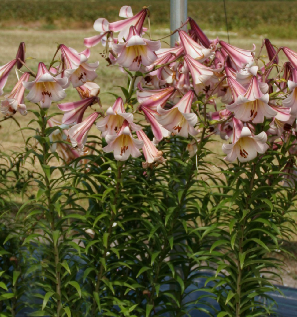 Tree Lily " Eastern Moon " 1 Bulb