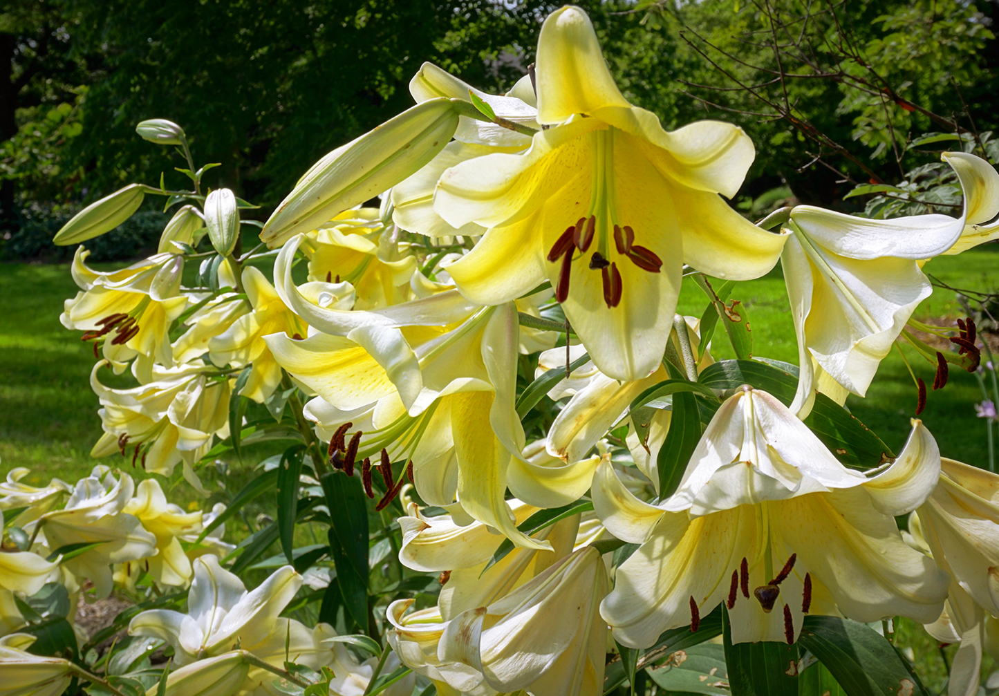 Tree Lily " Conca D'or " 1 Bulb