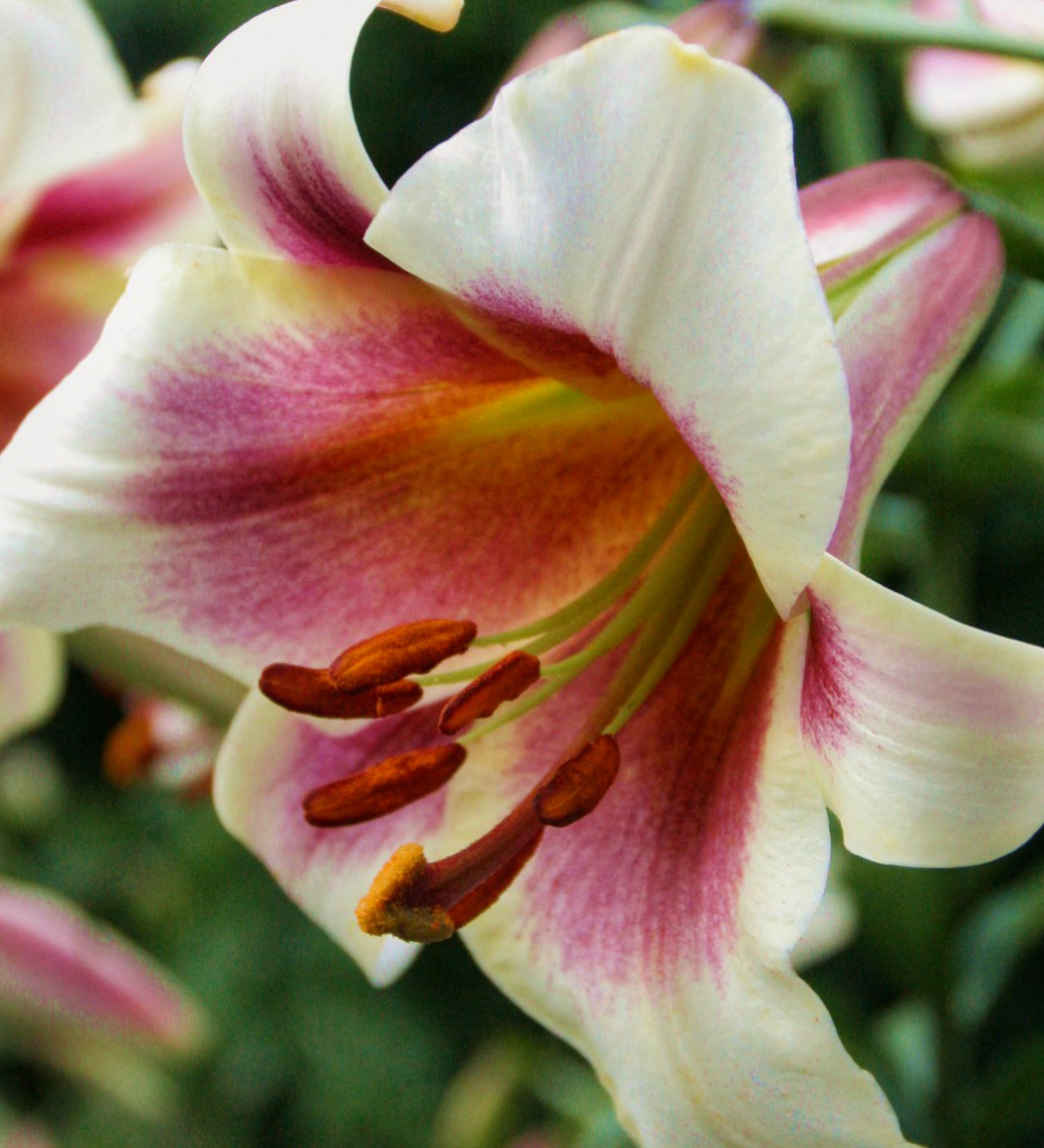 Tree Lily " Passion Moon " 1 Bulb