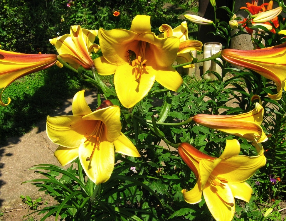 Tree Lily " Yellow Planet " 1 Bulb