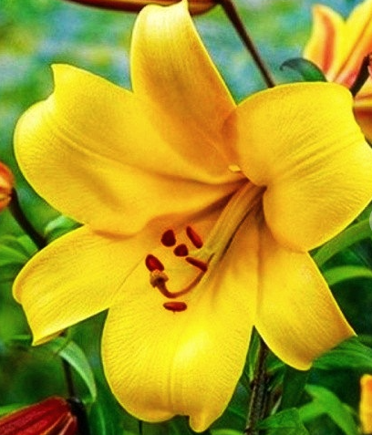 Tree Lily " Yellow Planet " 1 Bulb