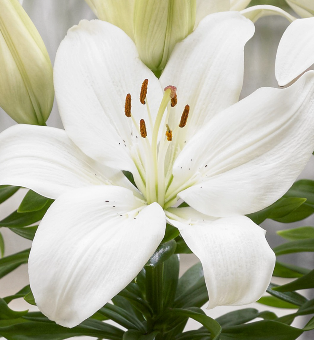 Lilium asiaticum " Gwen " 1 Bulb
