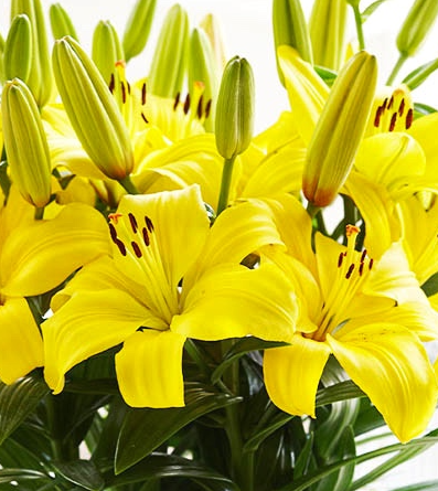 Lilium asiaticum " Iise " 1 Bulb (Copy)