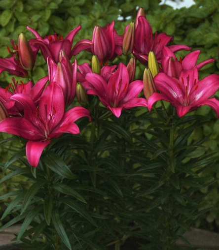Lilium asiaticum " Trendy Dakota " 1 Bulb