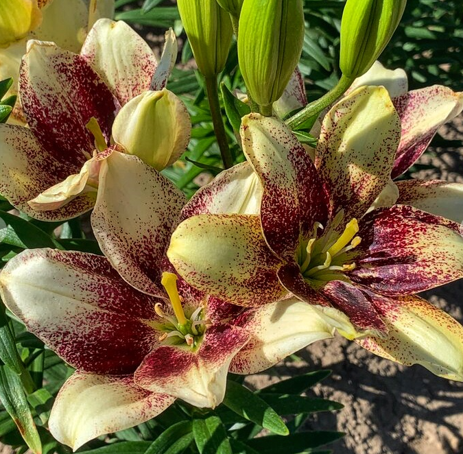 Lilium asiaticum " Easy Spot " 1 Bulb