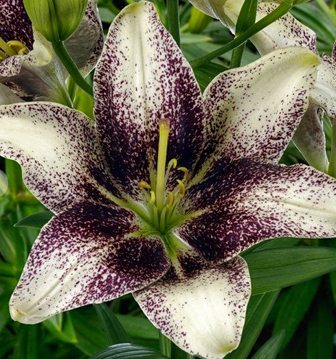 Lilium asiaticum " Easy Spot " 1 Bulb