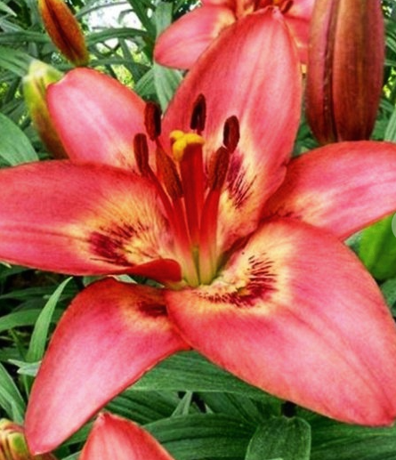 Lilium asiaticum " Tinilco " 1 Bulb