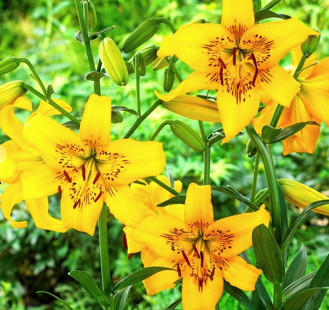 Lilium asiaticum " Yellow Bruse " 1 Bulb