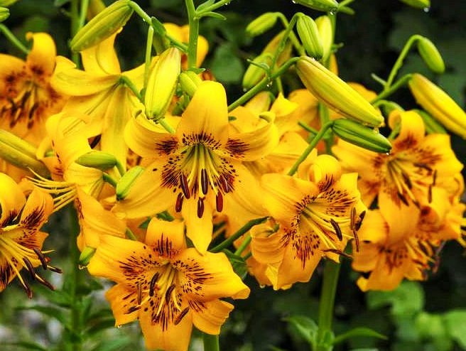 Lilium asiaticum " Yellow Bruse " 1 Bulb