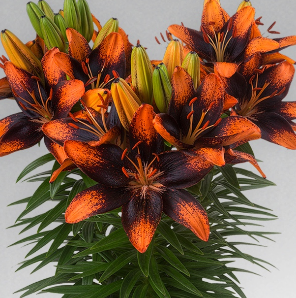 Lilium asiaticum " Trendy Las Palmas " 1 Bulb