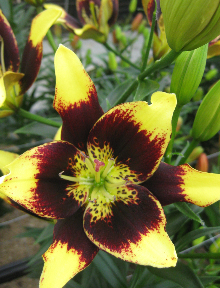 Lilium asiaticum " Easy Dance " 1 Bulb