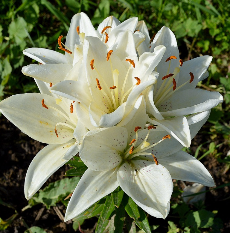 Lilium asiaticum " Іnuvik " 1 Bulb