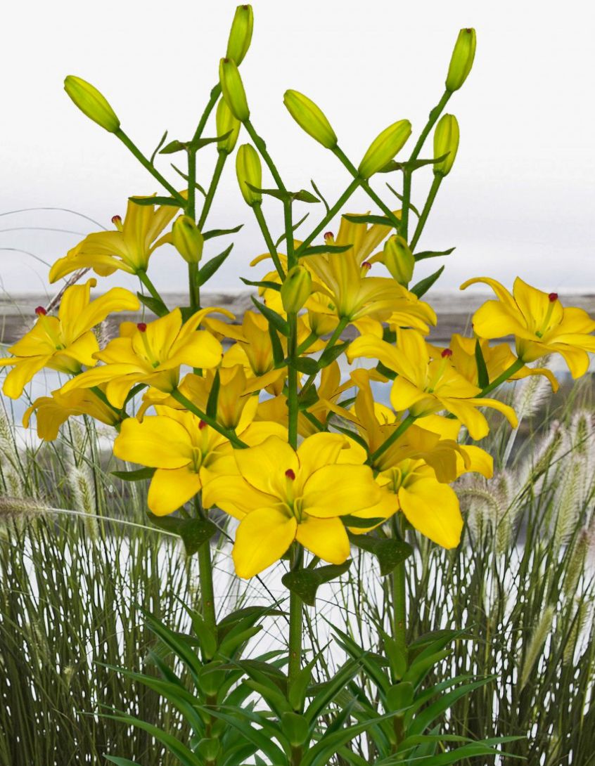 Lilium asiaticum " Yellow Cocotte " 1 Bulb