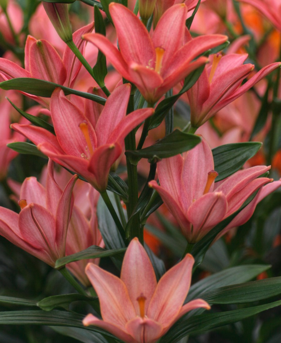 Lilium asiaticum " Little Kiss " 1 Bulb