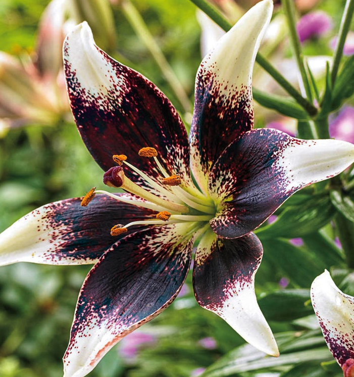 Lilium asiaticum " Netty's Pride " 1 Bulb
