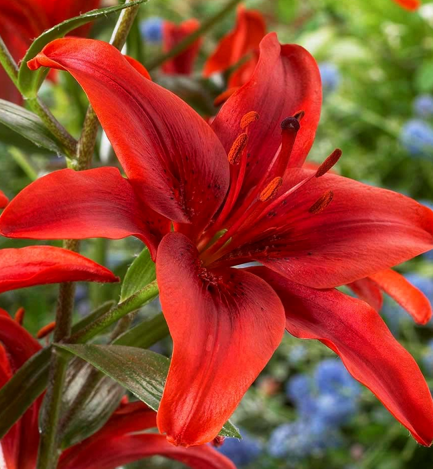 Lilium asiaticum " Red County " 1 Bulb
