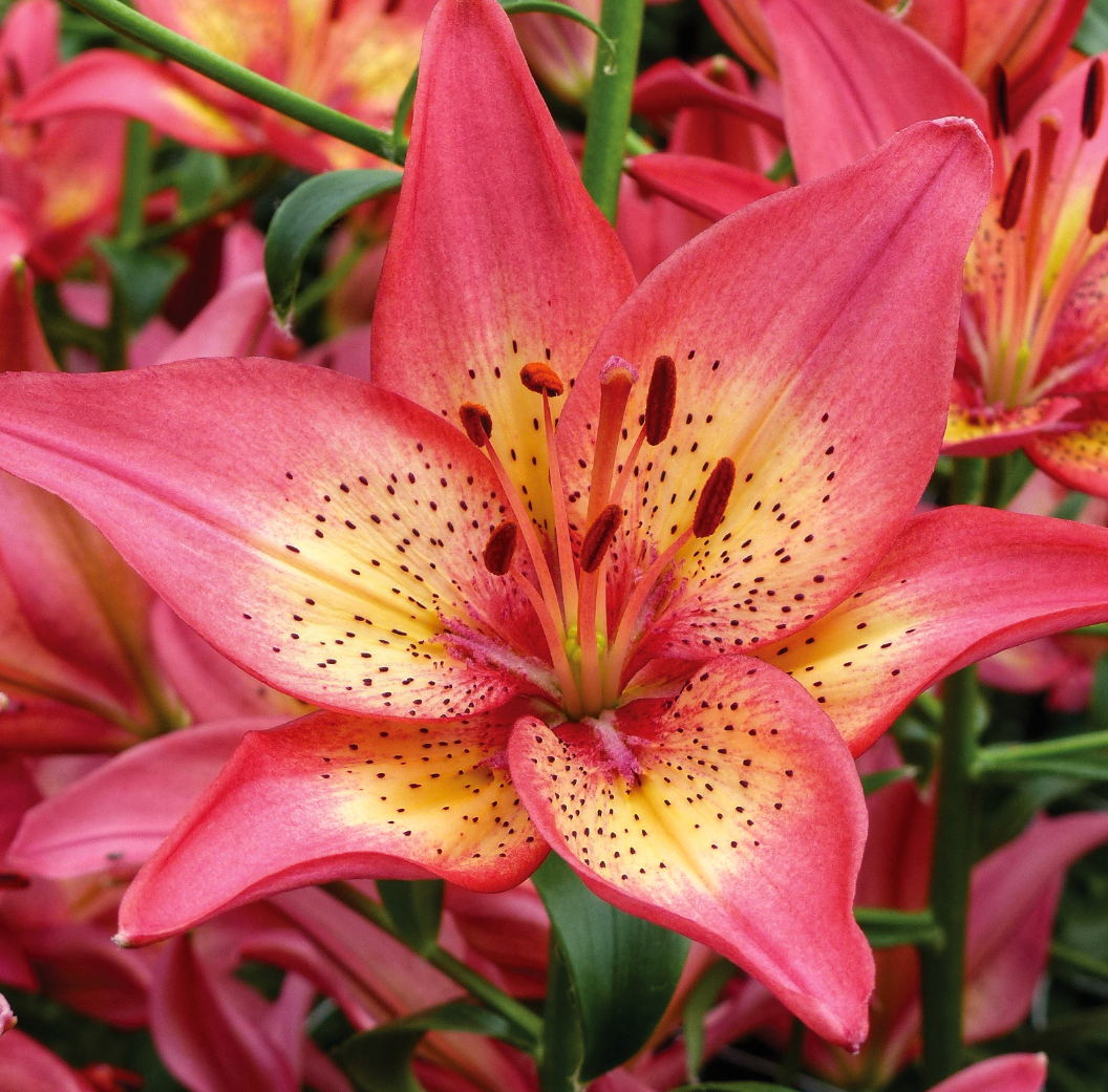 Lilium asiaticum " Trogon " 1 Bulb