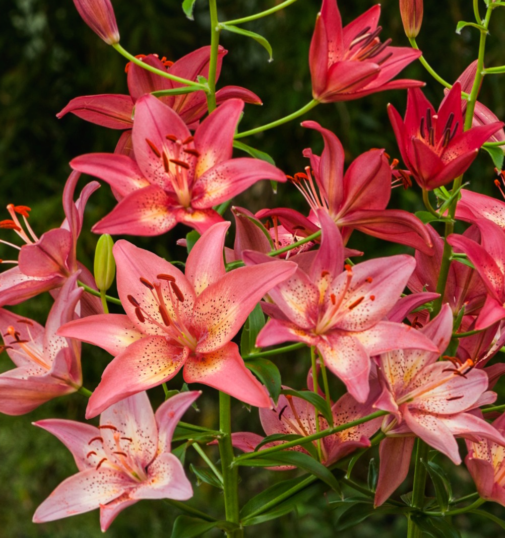 Lilium asiaticum " Trogon " 1 Bulb