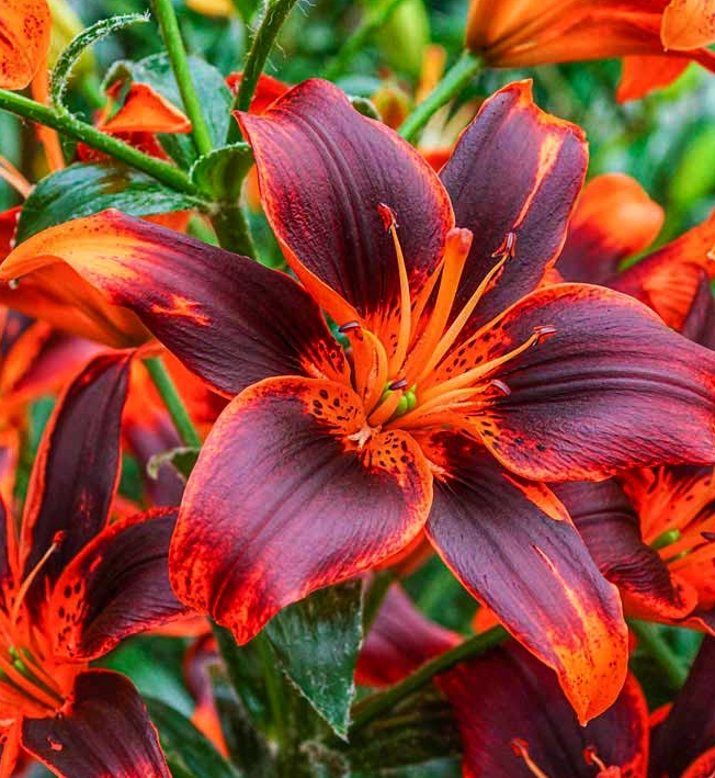 Lilium asiaticum " Forever Susan " 1 Bulb
