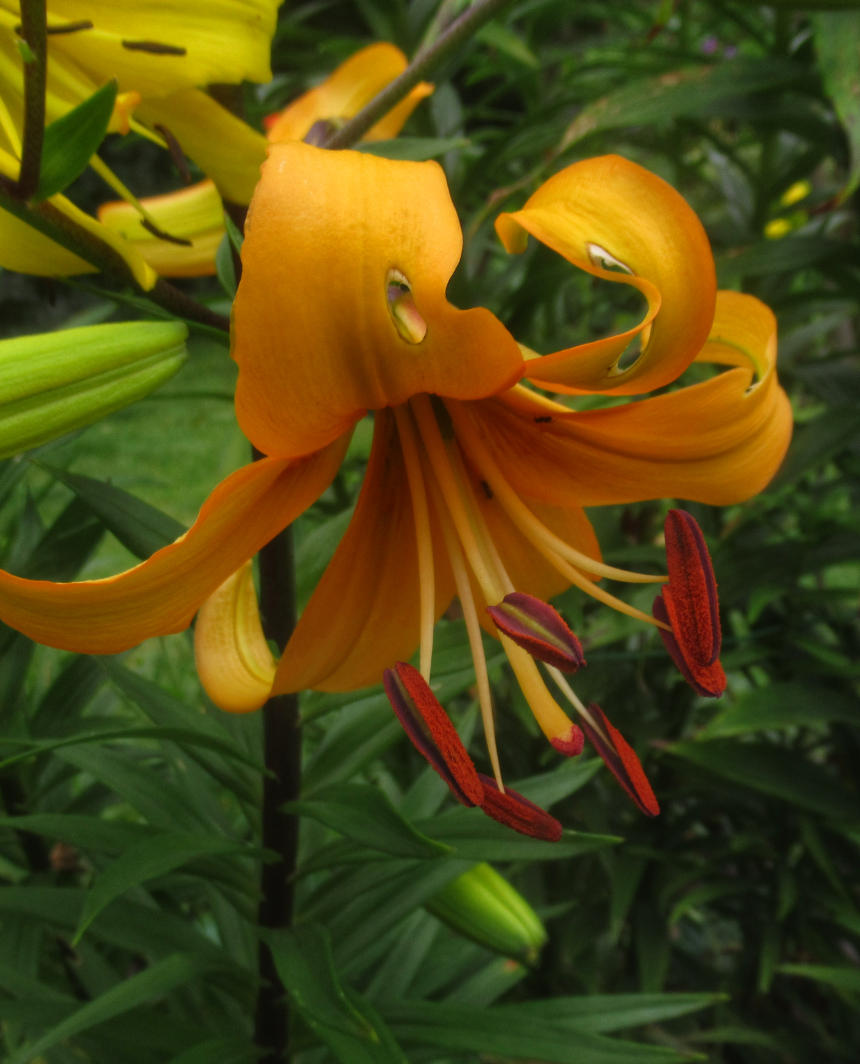 Lilium asiaticum " Pearl Justien " 1 Bulb