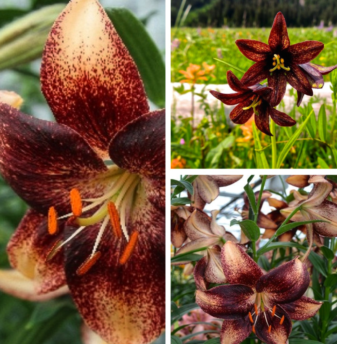 Lilium asiaticum " Chocolate Event " 1 Bulb