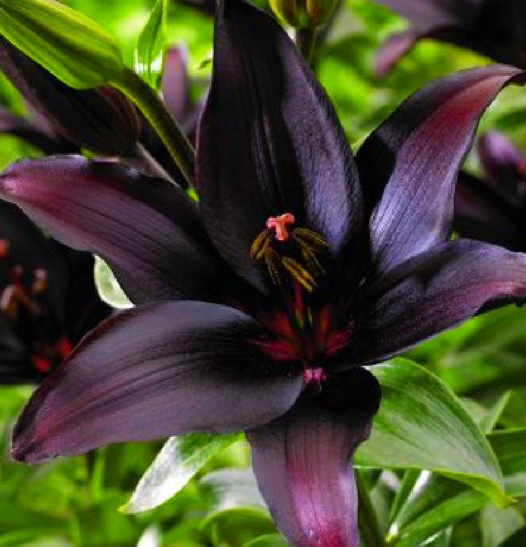 Lilium asiaticum " Blacklist " 1 Bulb