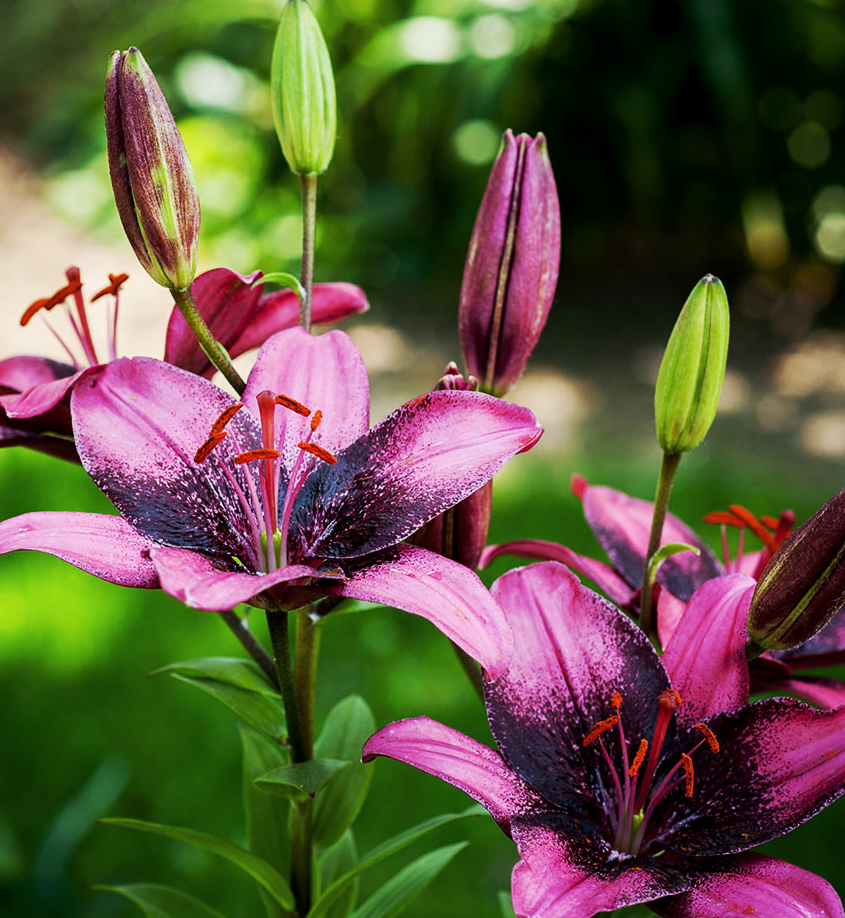 Lilium asiaticum " Purple Dream " 1 Bulb