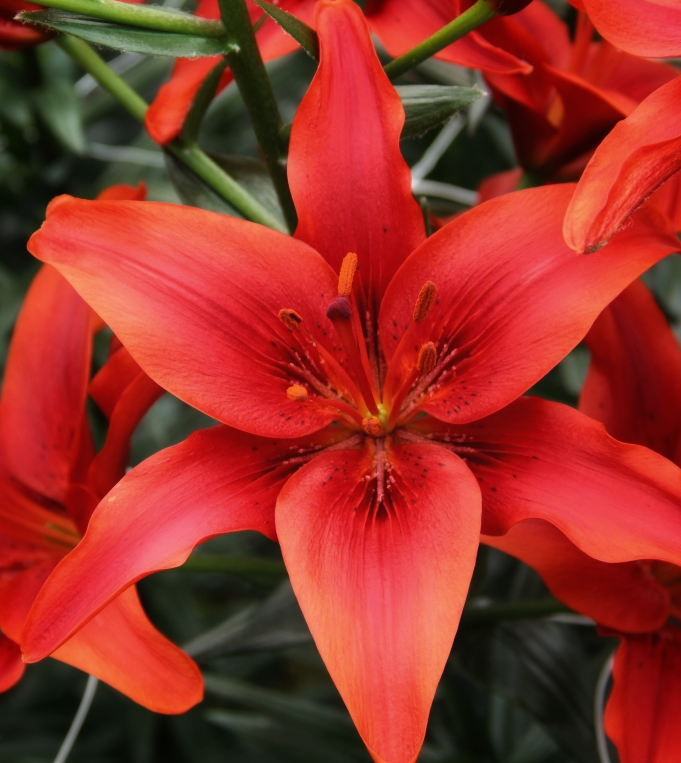 Lilium asiaticum " Red County " 1 Bulb