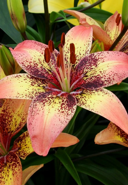 Lilium asiaticum " Tribal Dance " 1 Bulb