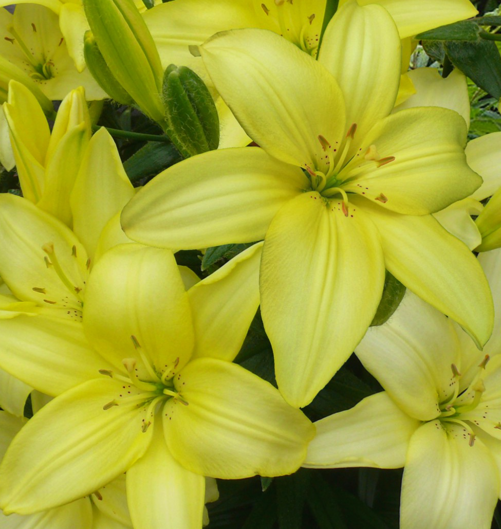 Lilium asiaticum " Easy Vanilla " 1 Bulb