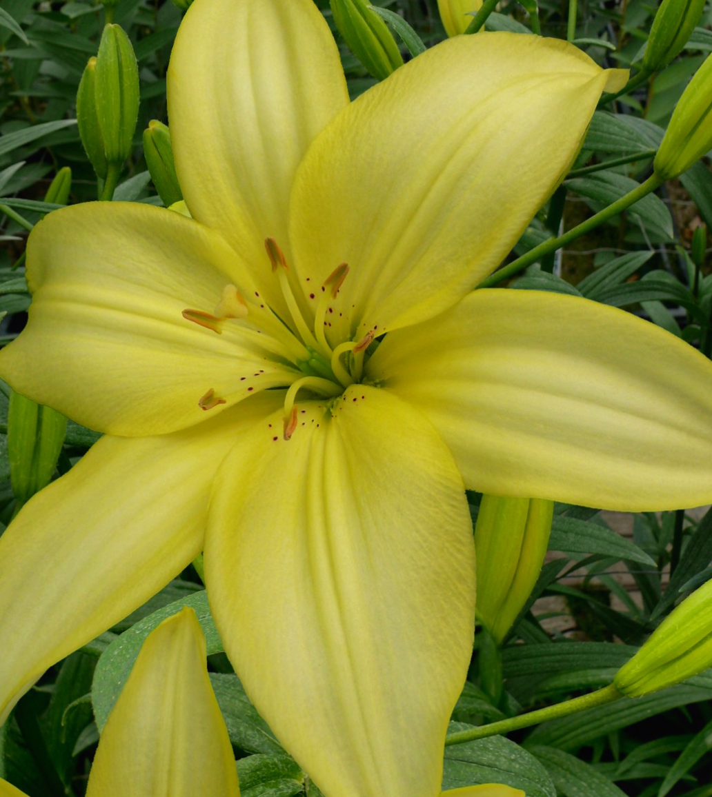 Lilium asiaticum " Easy Vanilla " 1 Bulb