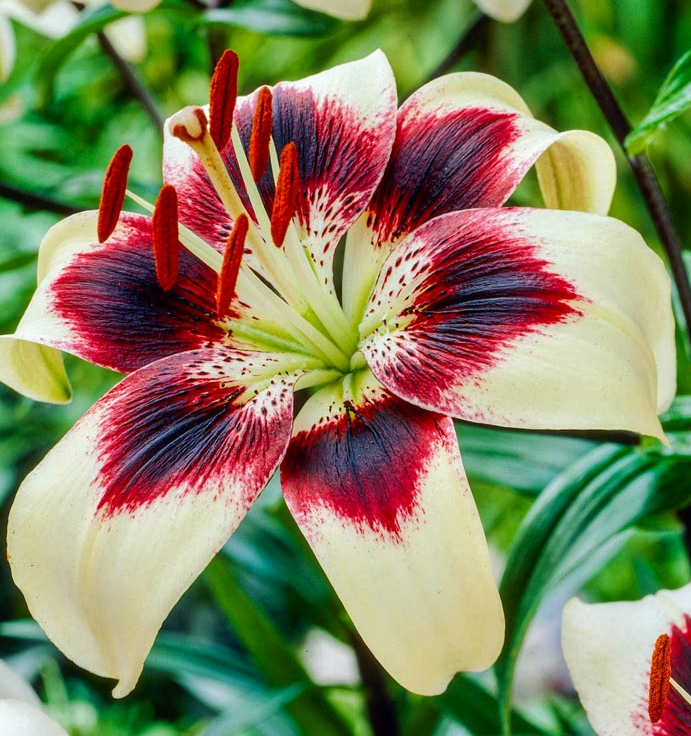Lilium asiaticum " Patricias Pride " 1 Bulb