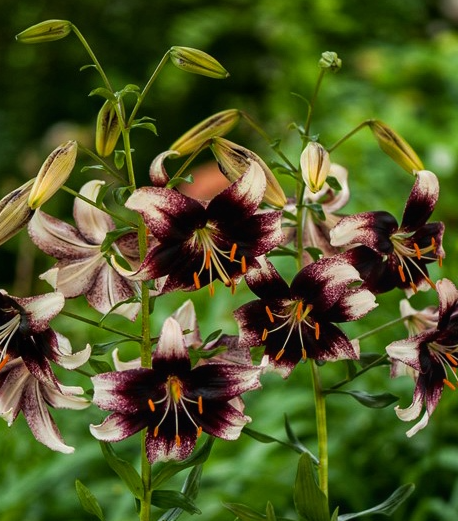Lilium asiaticum " Stracciatella Event " 1 Bulb